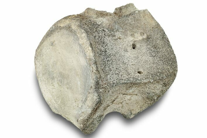 Fossil Whale Caudal Vertebra - Yorktown Formation #250141